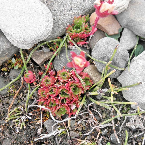 Saxifraga cespitosa Svalbard Longyearbyen 2014 1 A.Elven a